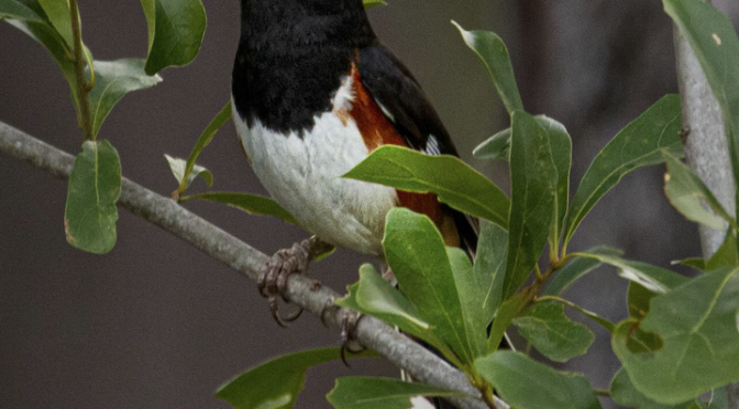 Eastern Towhees in the Sandhills of Nc